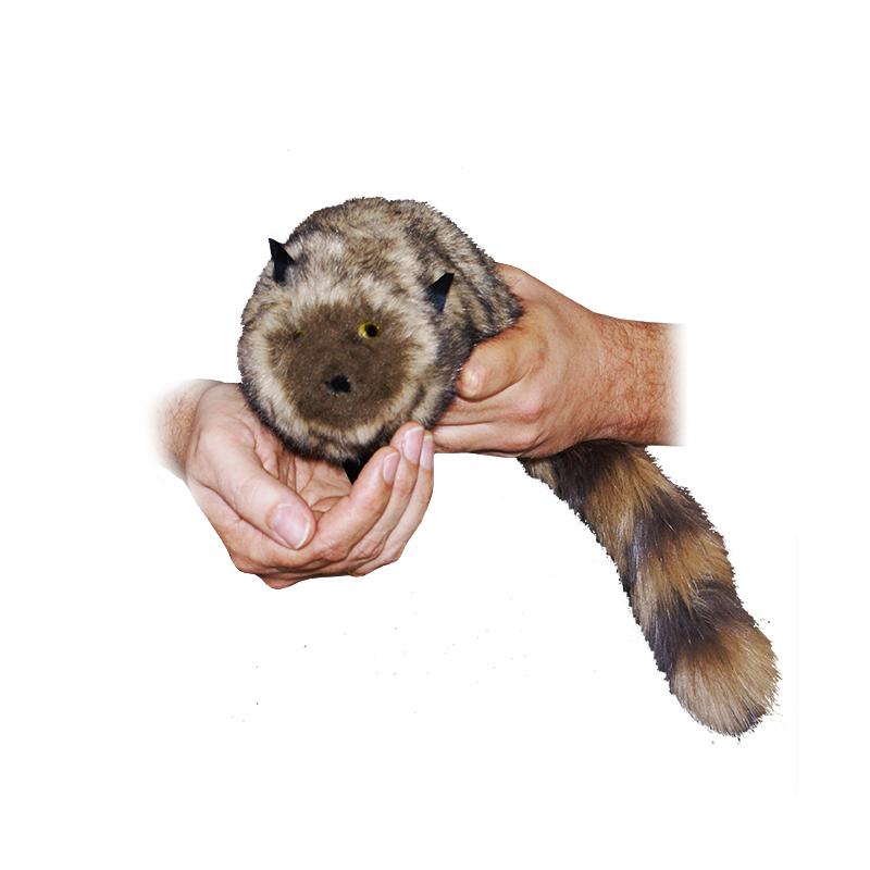 The Raccoon
