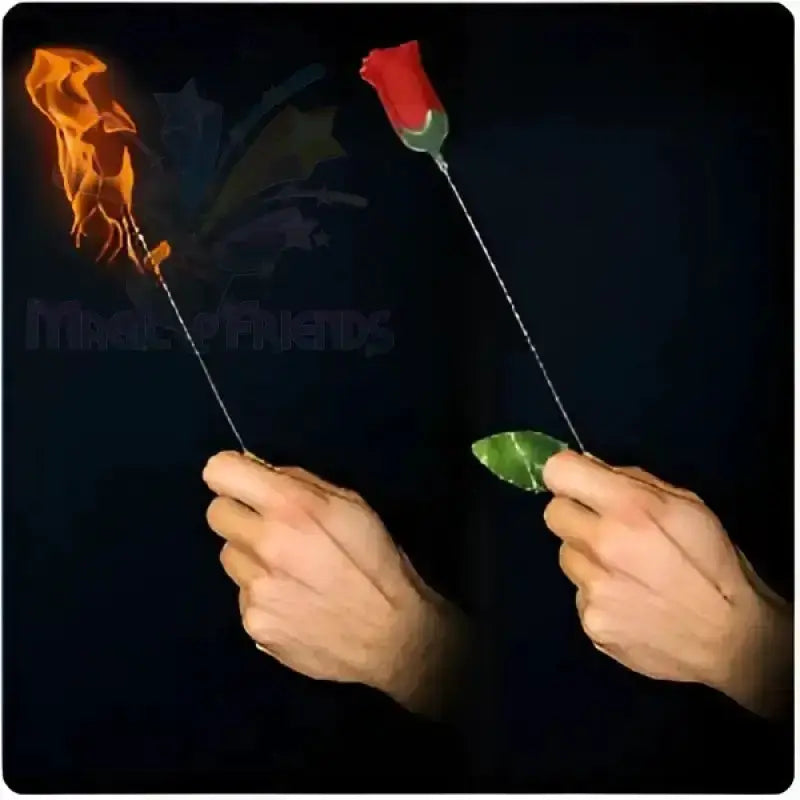 Torch to Rose - Plus by Difatta